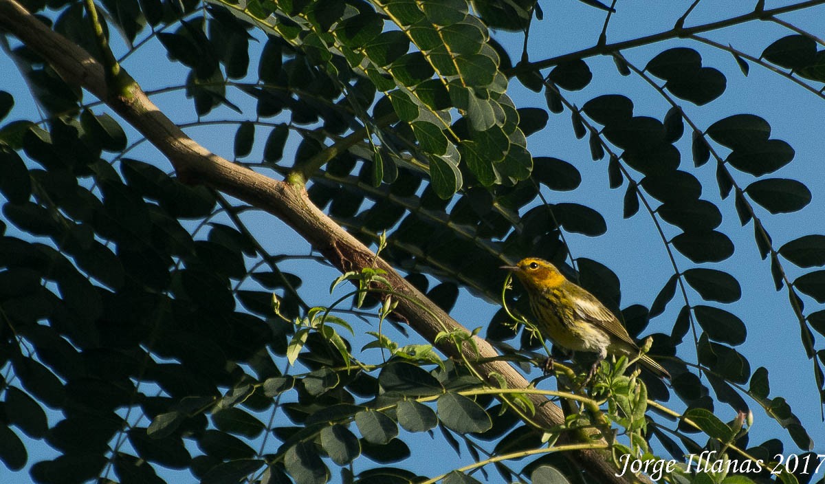 Cape May Warbler - ML44444411