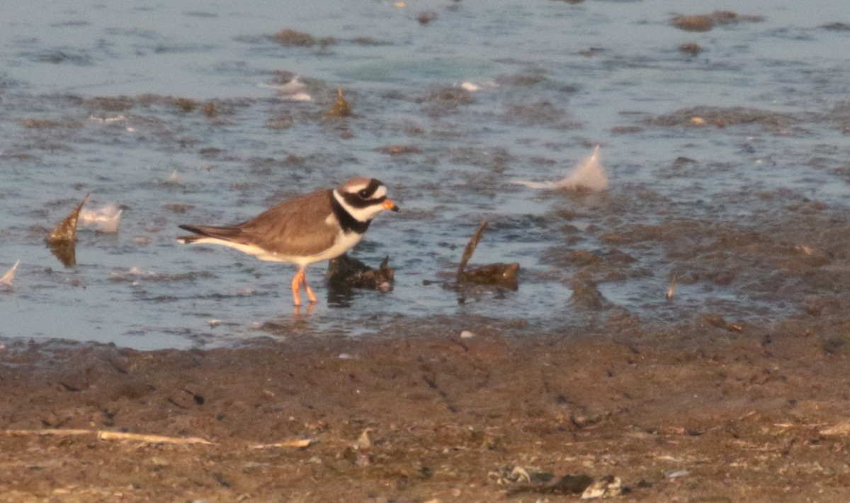 Common Ringed Plover - ML444452321