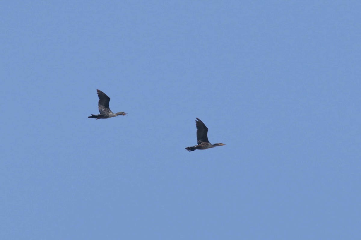 Double-crested Cormorant - ML444461231