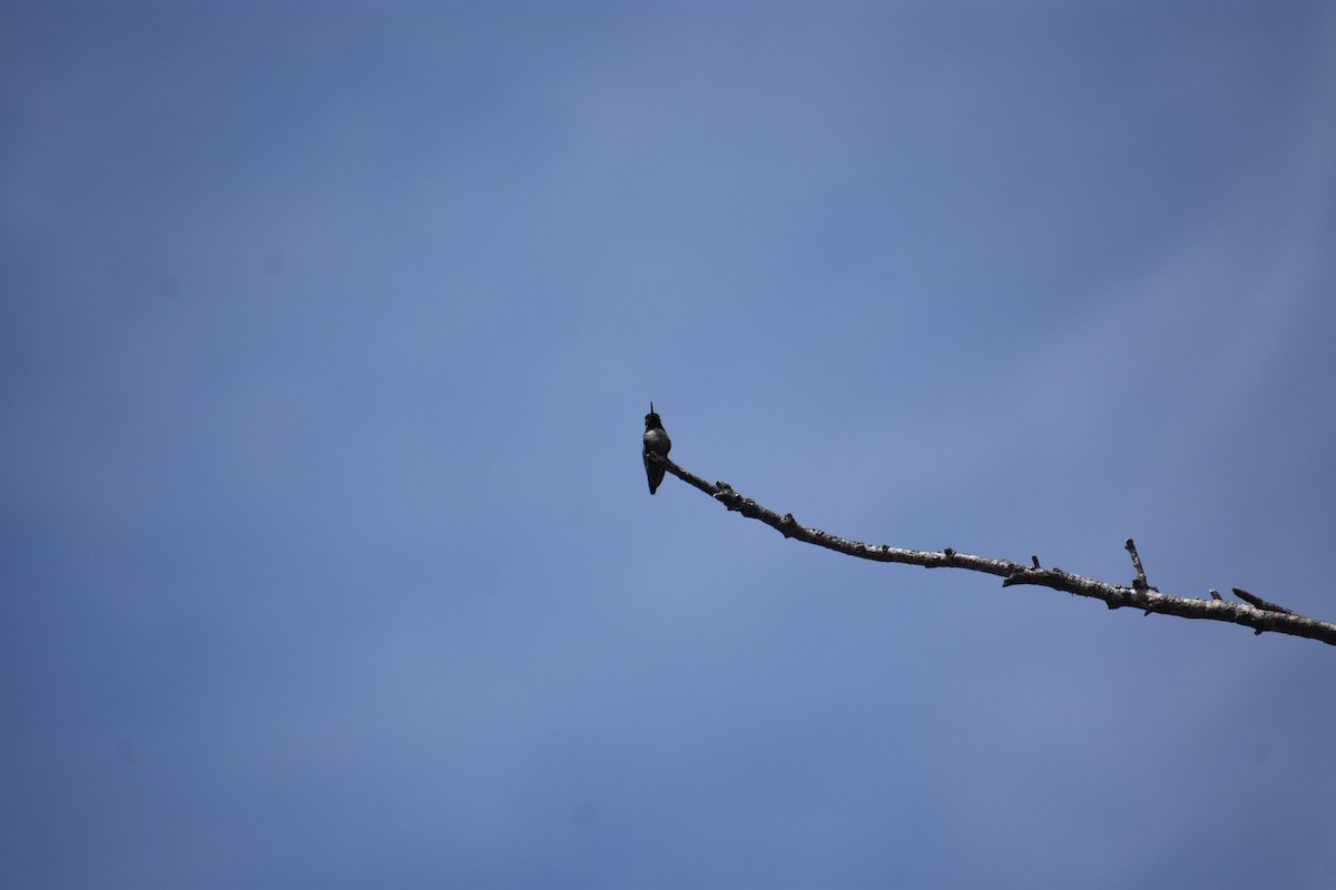 Anna's Hummingbird - ML444462281