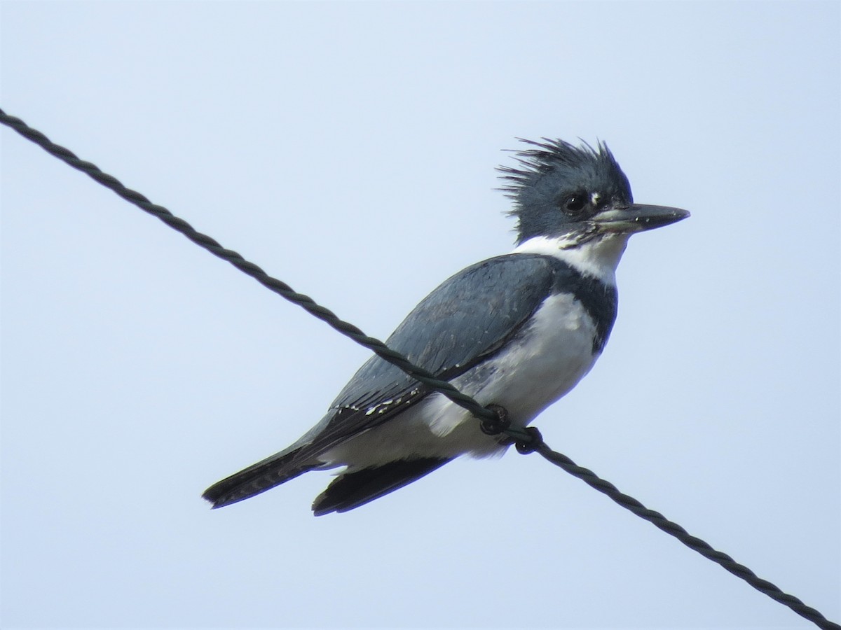 Belted Kingfisher - ML444469111