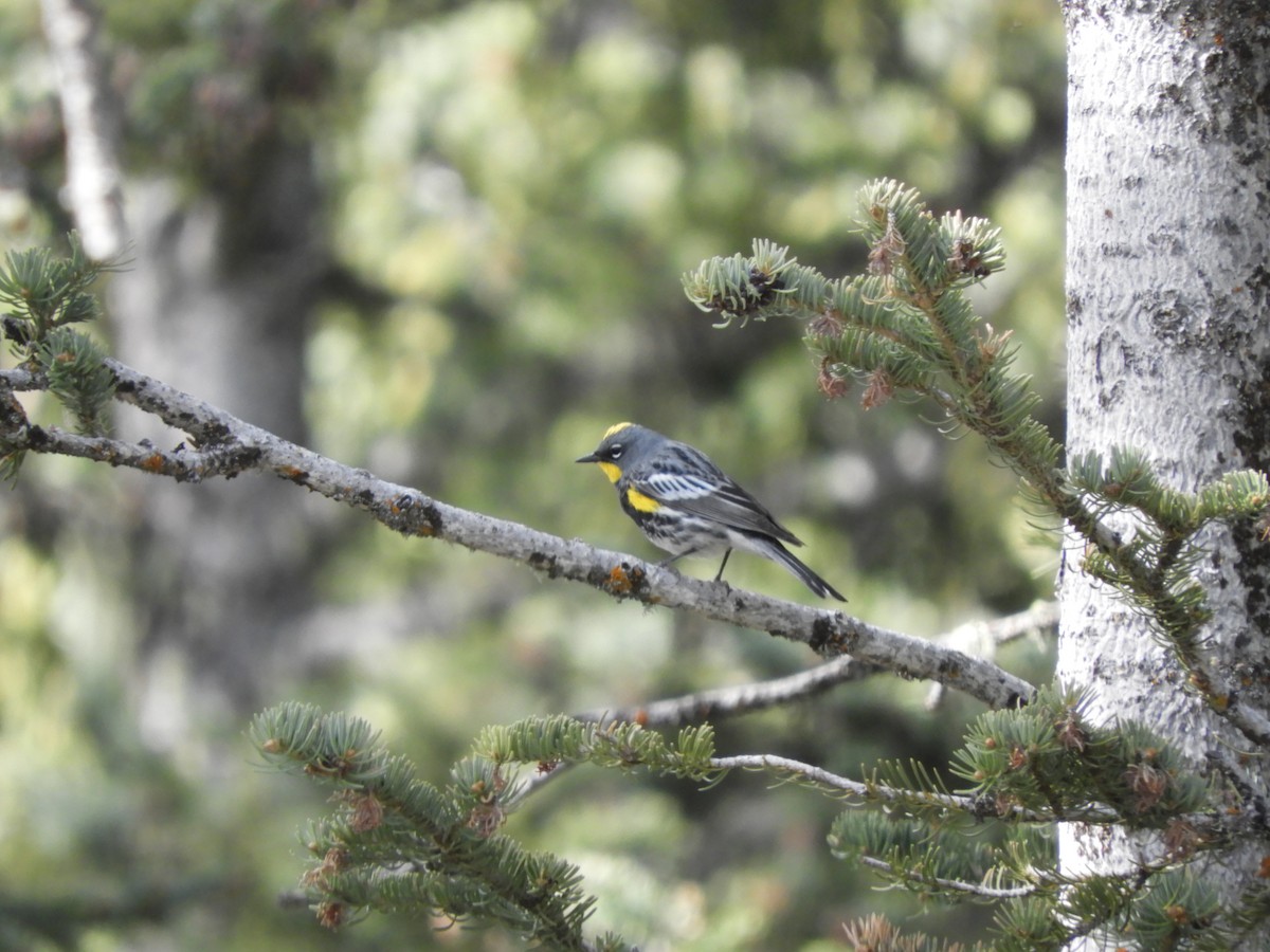 Yellow-rumped Warbler (Audubon's) - ML444469511