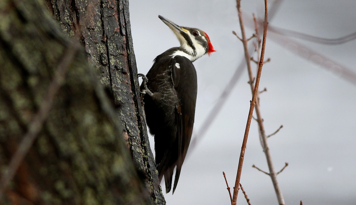 Pileated Woodpecker - Gary Jarvis
