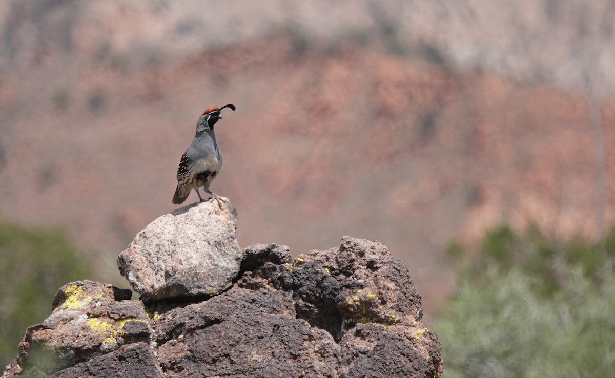 eBird Checklist - 30 Apr 2022 - Leeds Canyon - 23 species