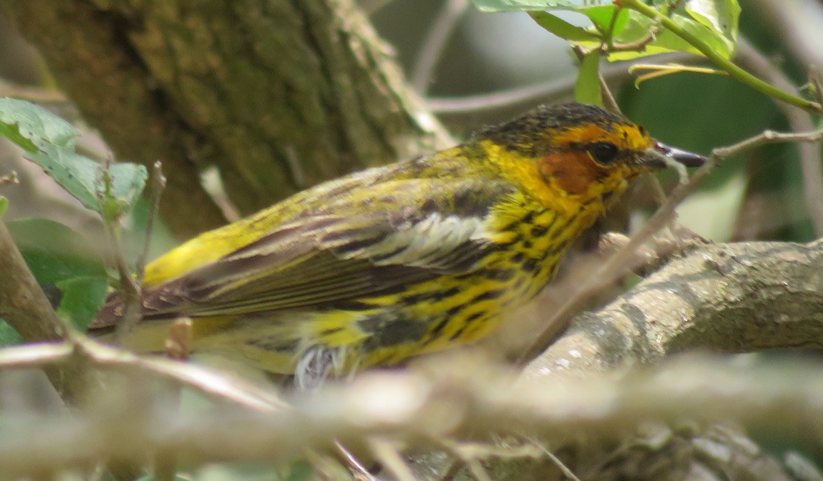Cape May Warbler - ML444476281