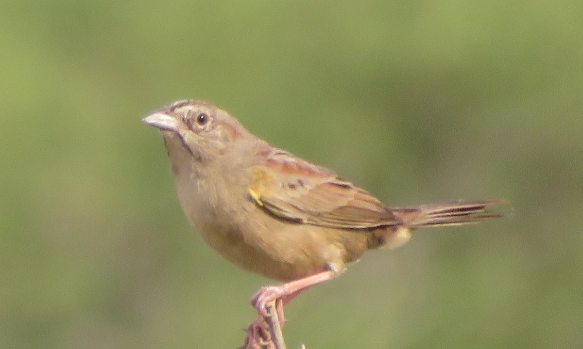 Botteri's Sparrow - ML444477941