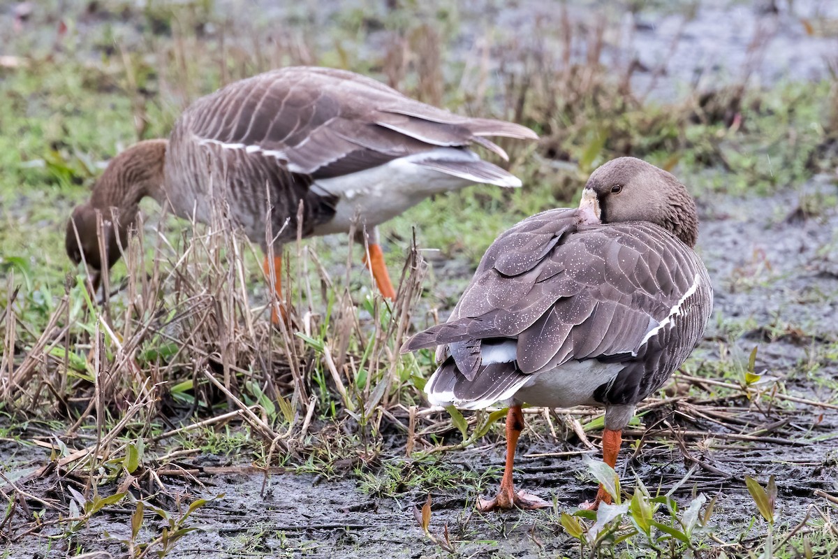 Greater White-fronted Goose - ML444485491