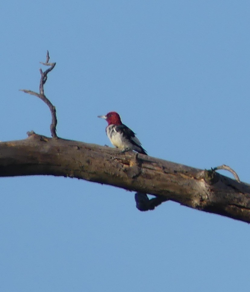 Red-headed Woodpecker - ML44448841