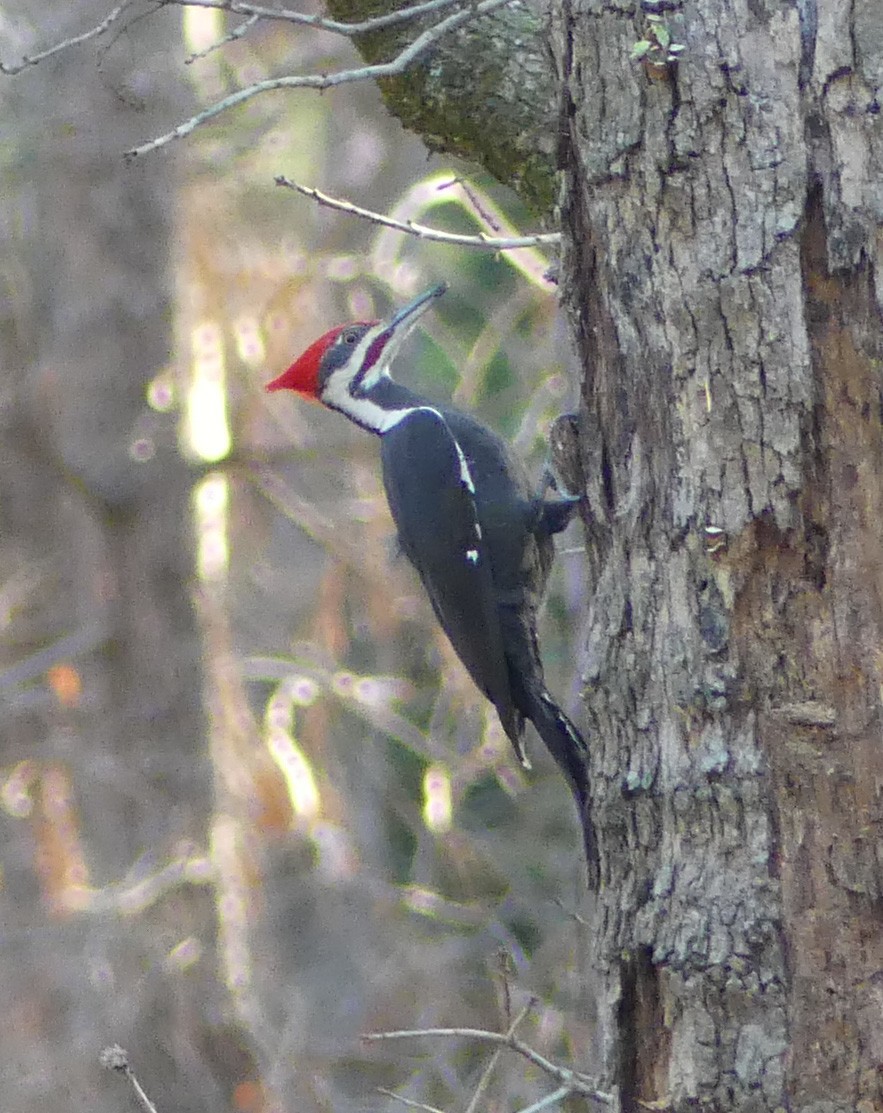 Pileated Woodpecker - Shelia Hargis