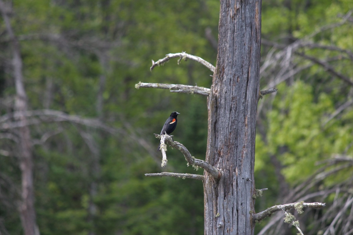 Red-winged Blackbird - Zachary Frieben