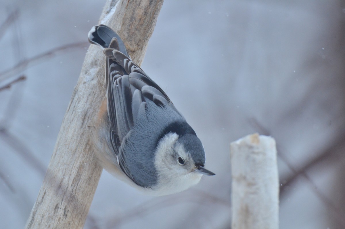 White-breasted Nuthatch - ML44450191