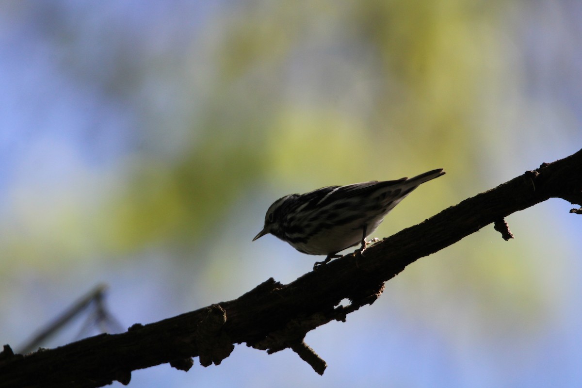 Black-and-white Warbler - ML444502321