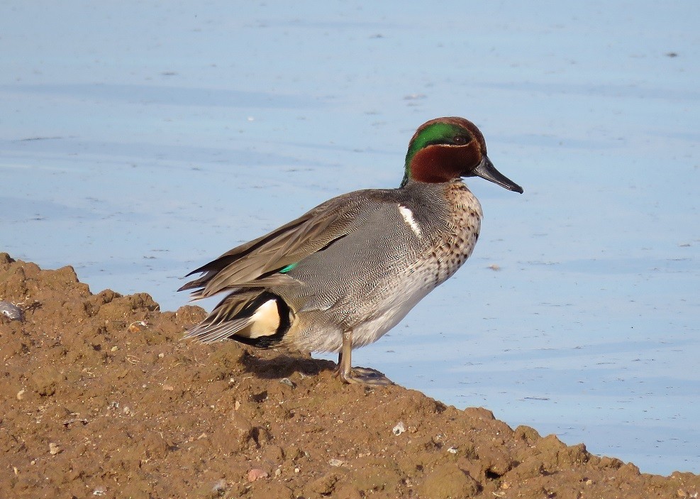Green-winged Teal - Anne (Webster) Leight