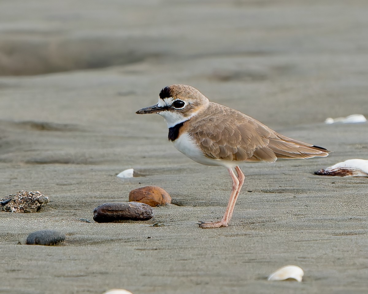 Collared Plover - ML444509451