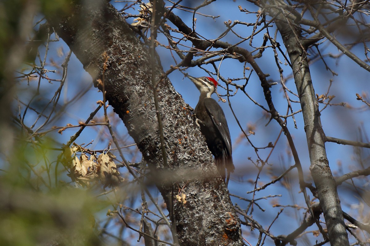 Pileated Woodpecker - ML444509751