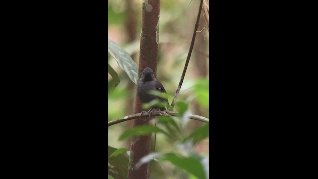 Black-headed Antbird - ML444512561