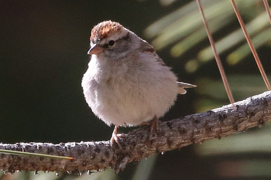 Chipping Sparrow - ML444513291