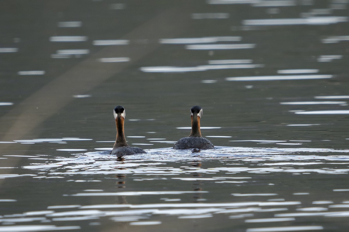 Red-necked Grebe - ML444514211