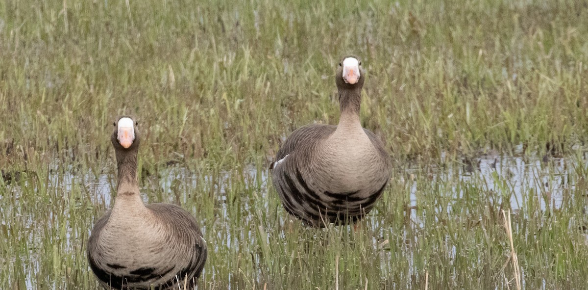 Greater White-fronted Goose - ML444514851