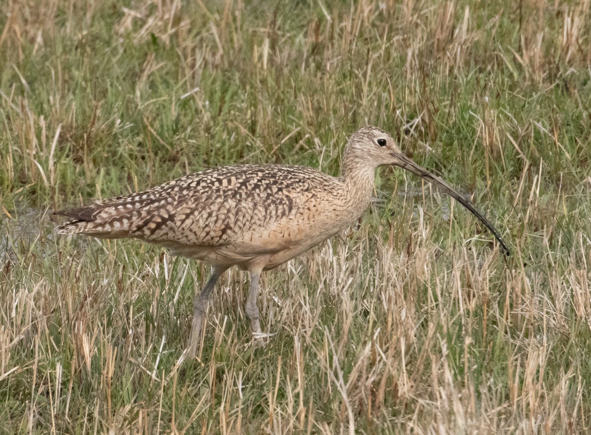 Long-billed Curlew - ML444515201