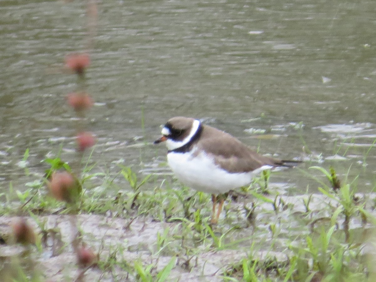 Semipalmated Plover - ML444519021