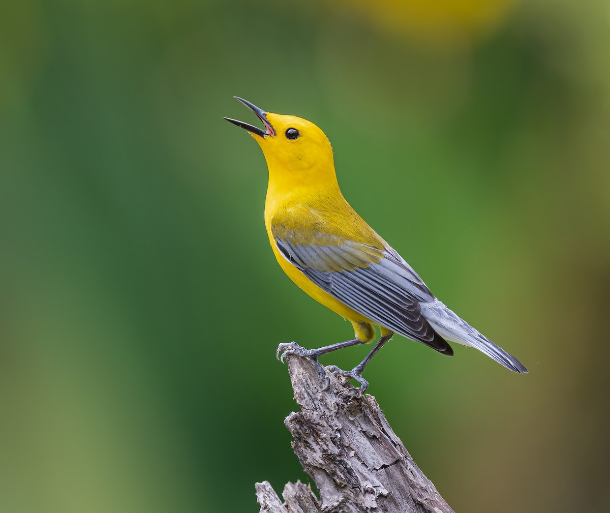 Prothonotary Warbler - ML444519051