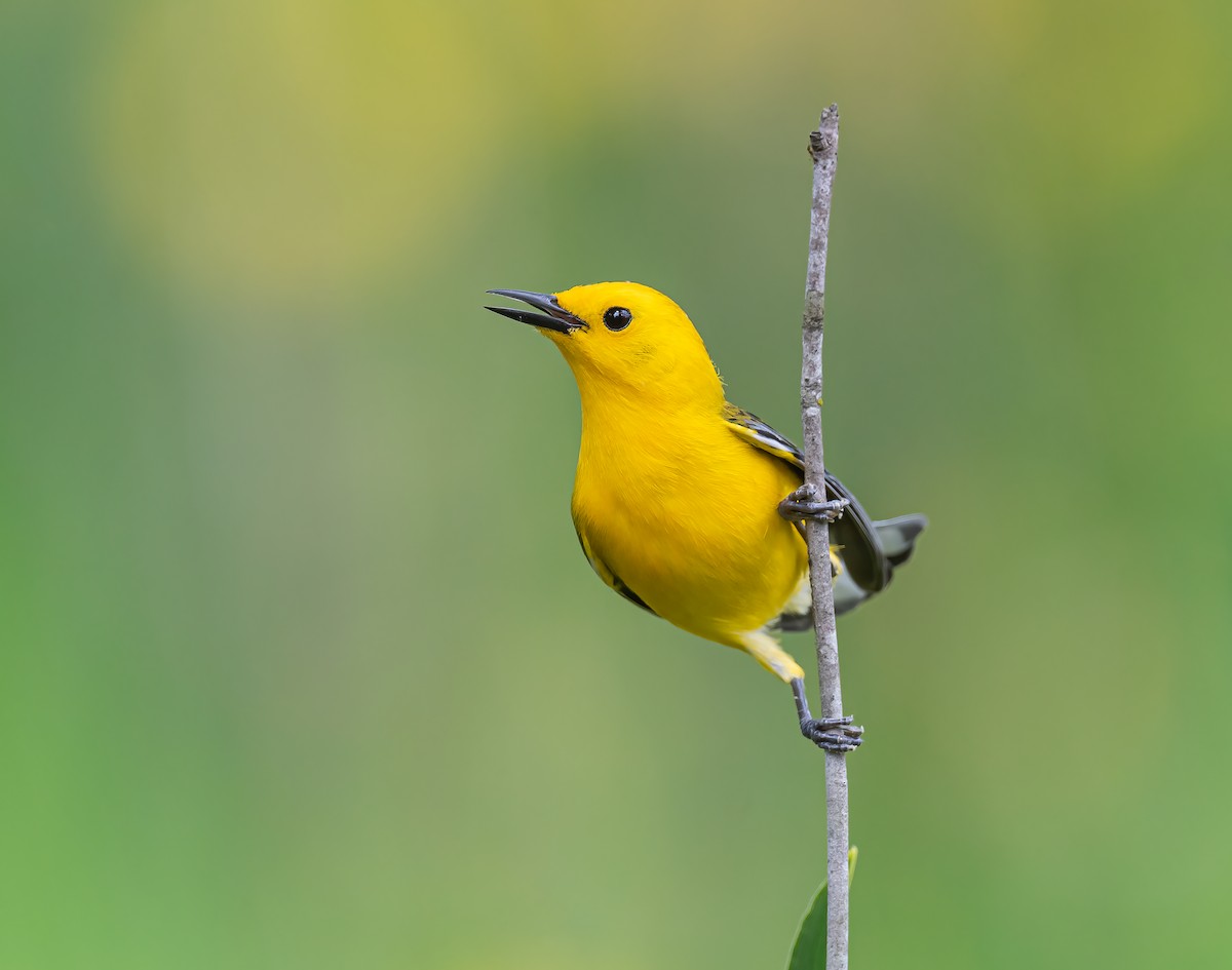 Prothonotary Warbler - ML444519881