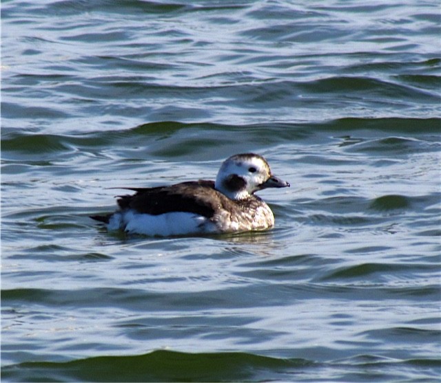 Long-tailed Duck - ML44452341