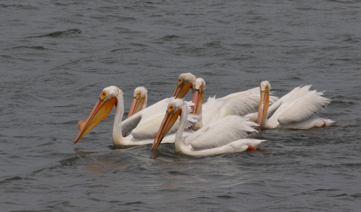 pelikán severoamerický - ML444524831