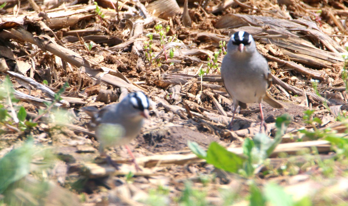 White-crowned Sparrow - ML444527261