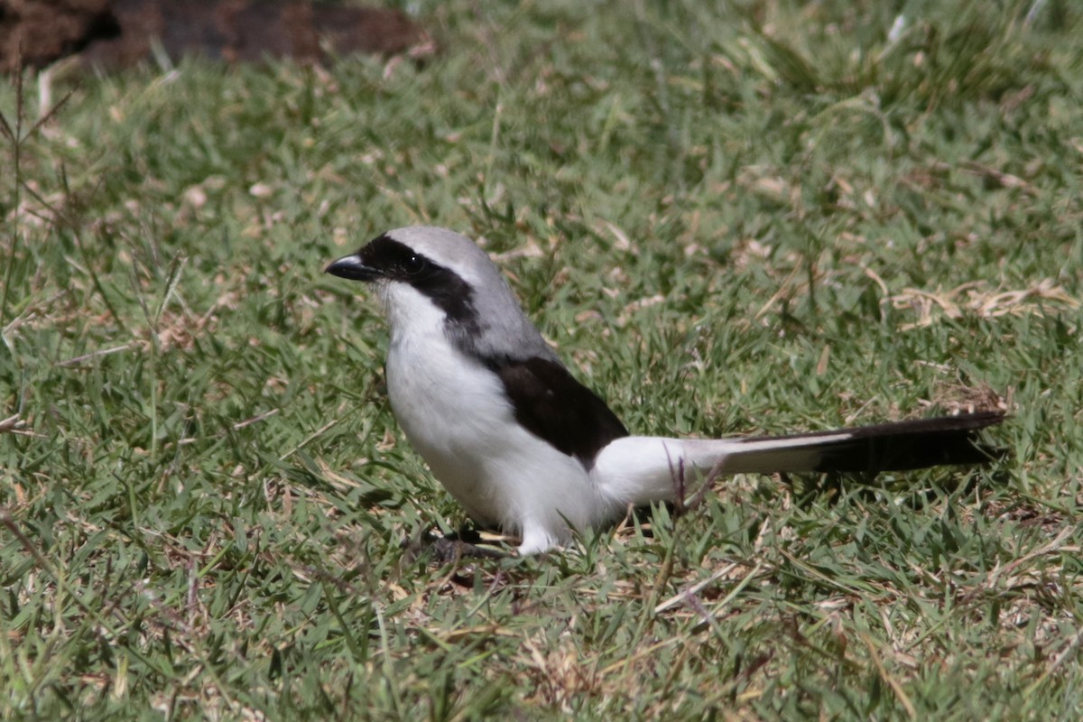 Gray-backed Fiscal - ML444531561