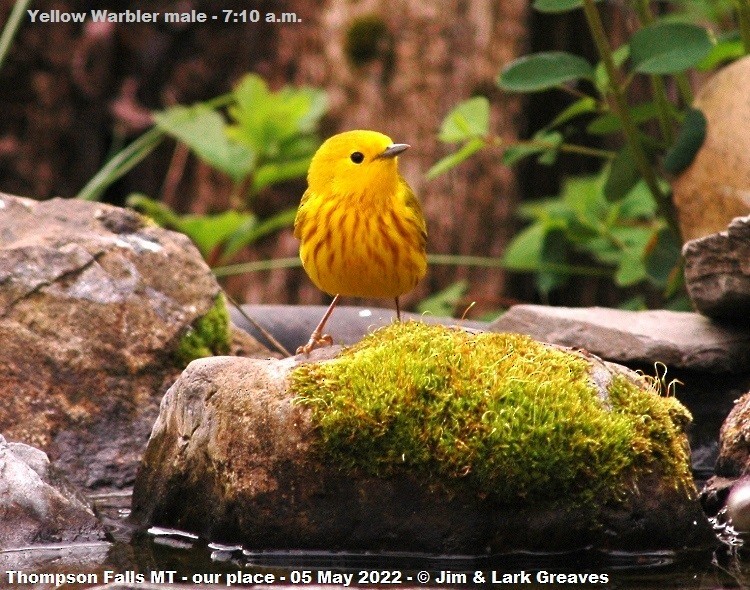 Yellow Warbler - ML444534381