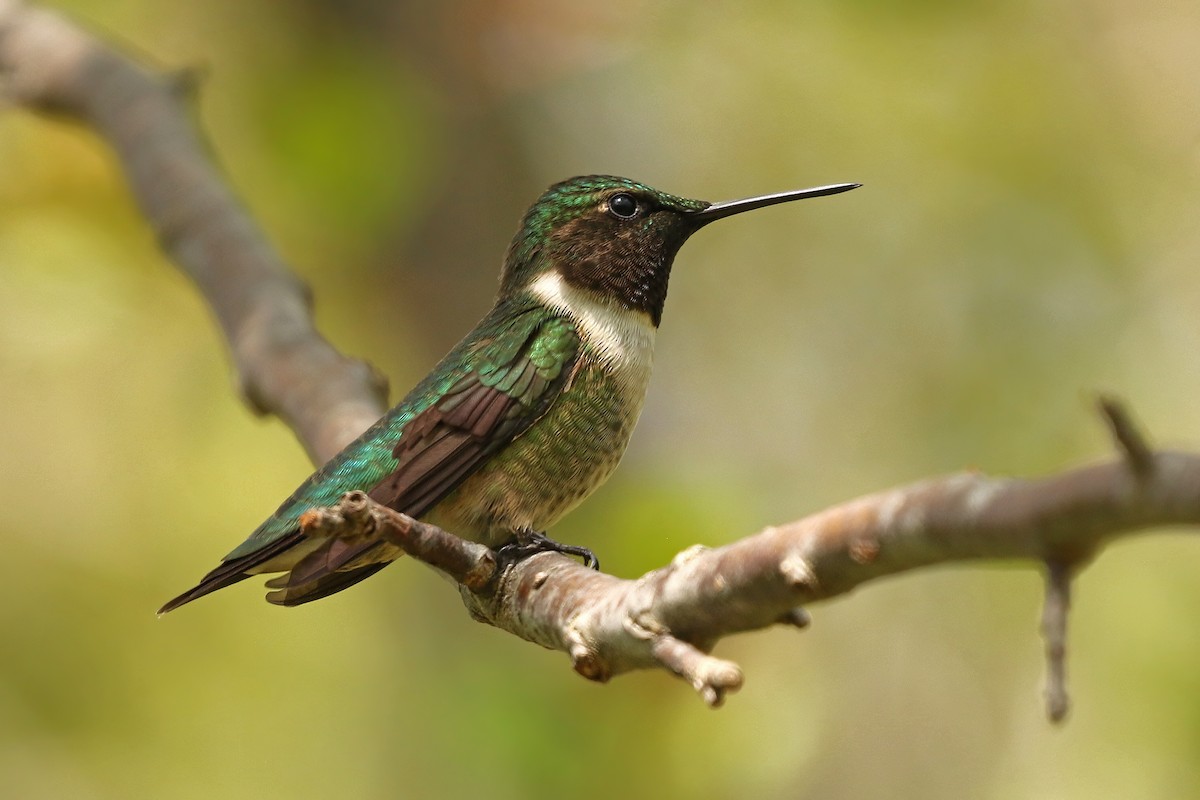 Ruby-throated Hummingbird - Jeffrey Offermann