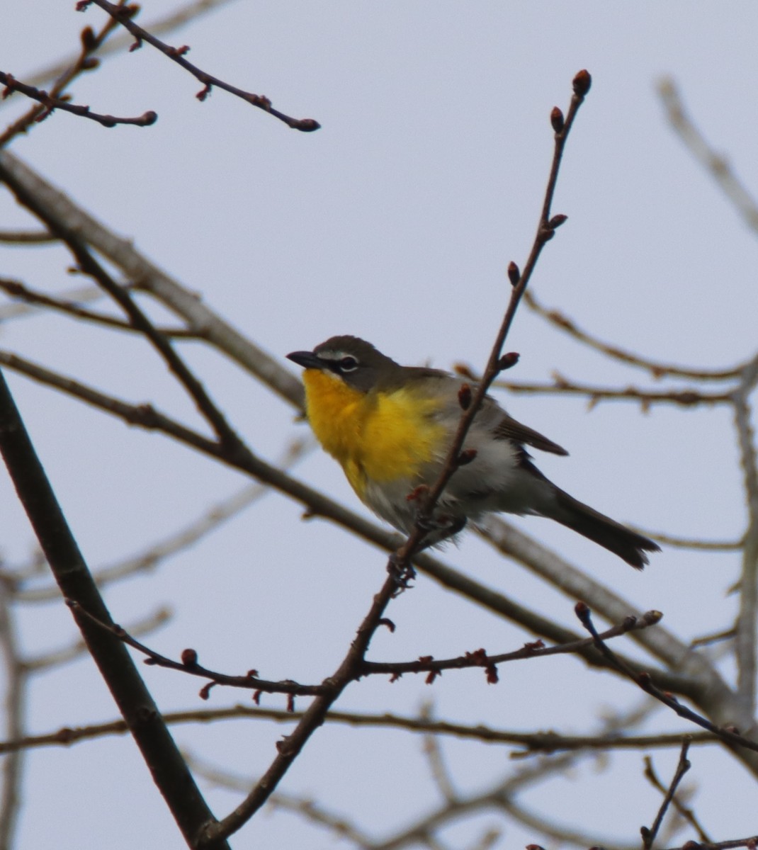 Yellow-breasted Chat - ML444541681
