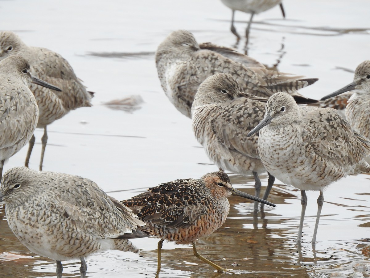 Long-billed Dowitcher - ML444544571