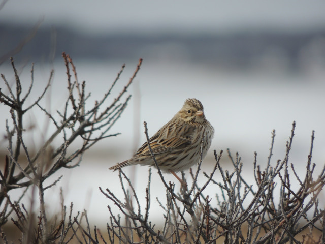 Savannah Sparrow (Ipswich) - John Haas