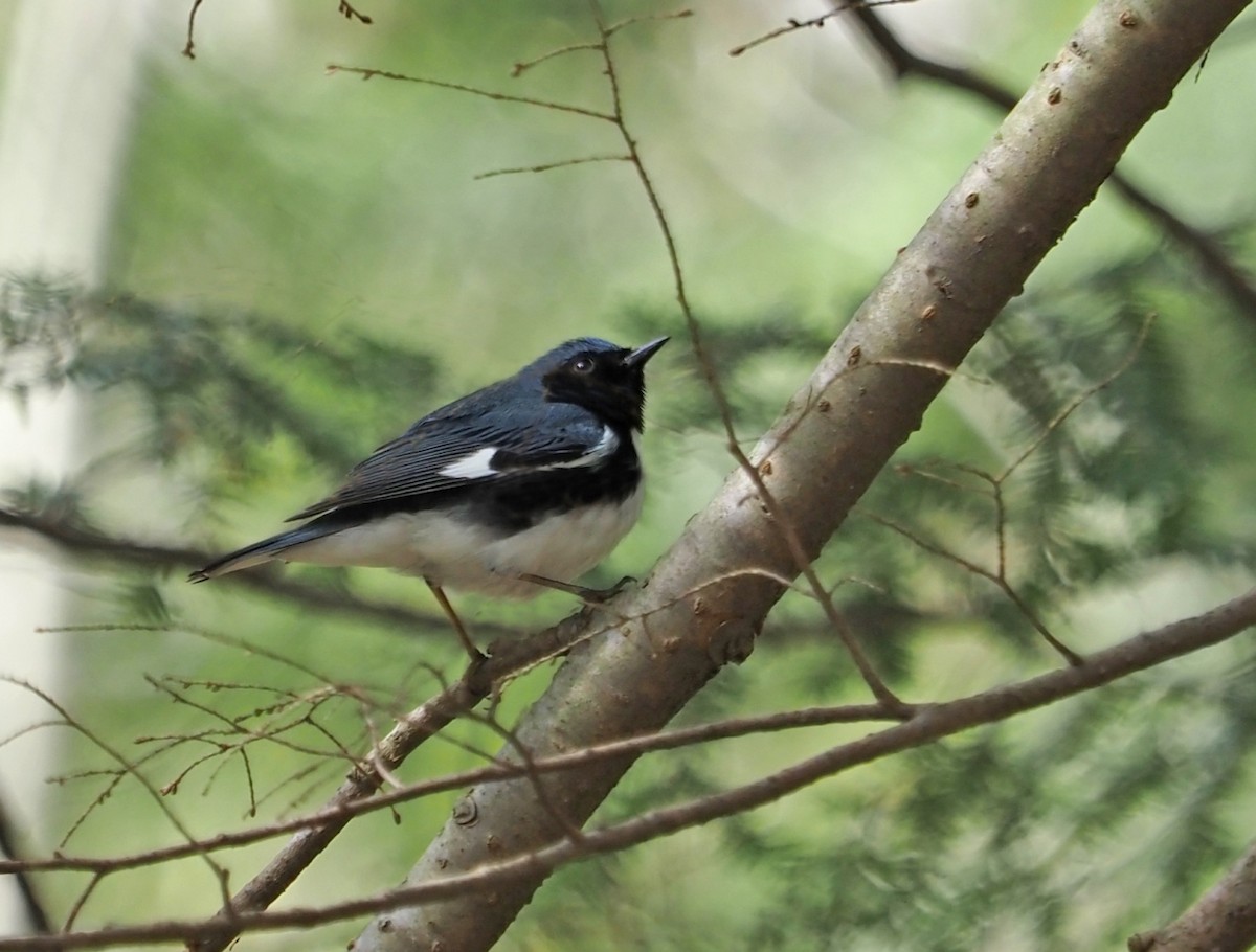Black-throated Blue Warbler - ML444547121