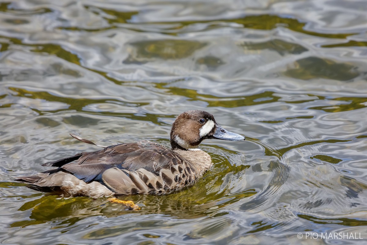 Spectacled Duck - ML444547611