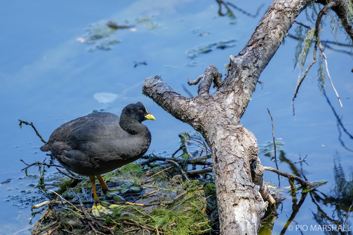 Red-gartered Coot - ML444547861