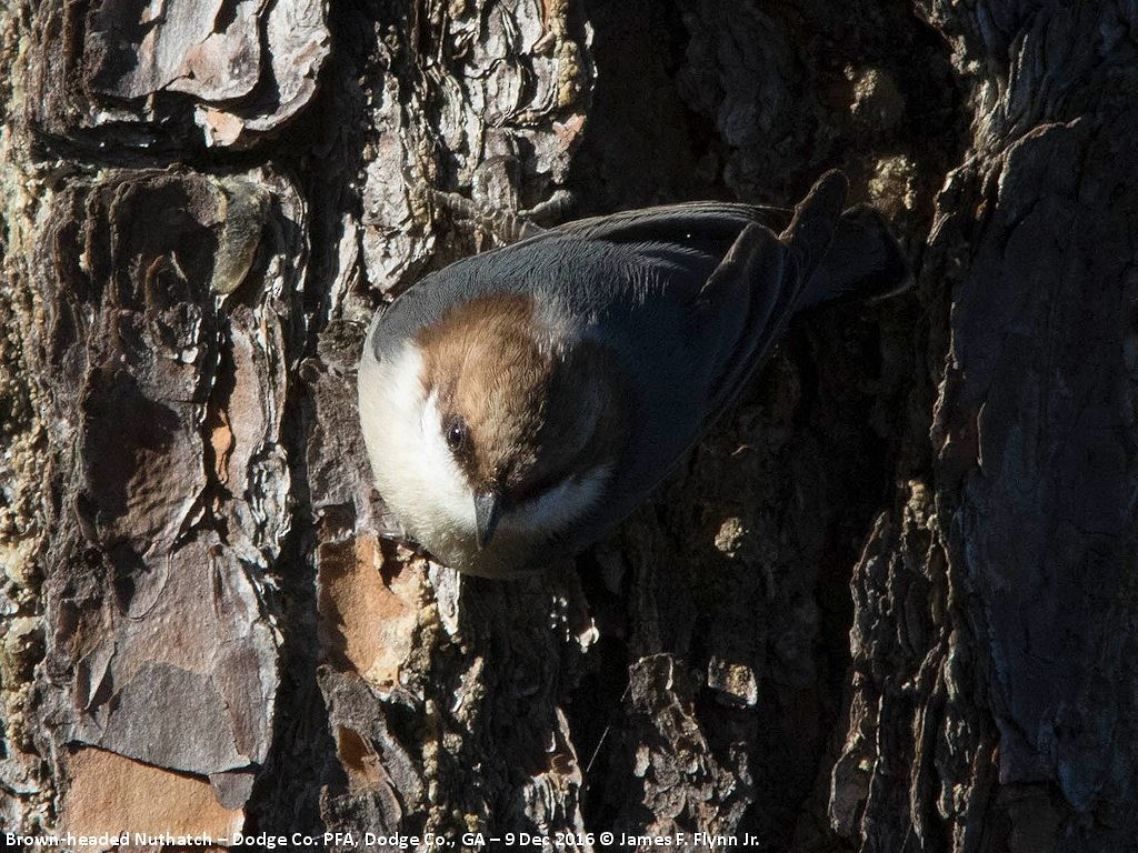Brown-headed Nuthatch - ML44455101