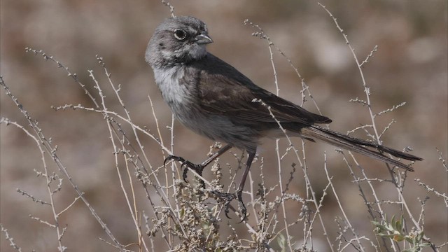 Bell's Sparrow (canescens) - ML444554701