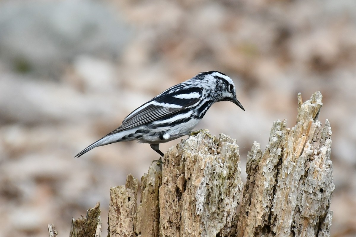 Black-and-white Warbler - ML444556451