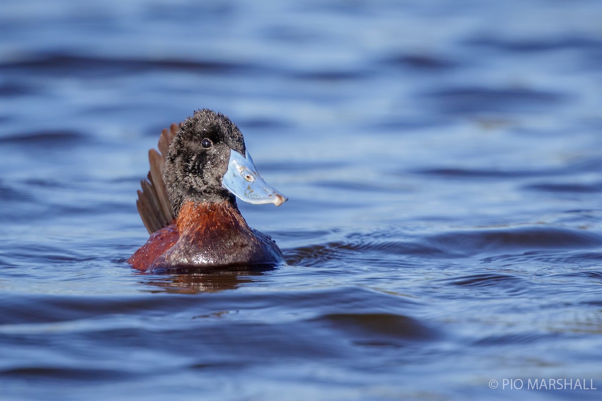 Andean Duck - ML444564491