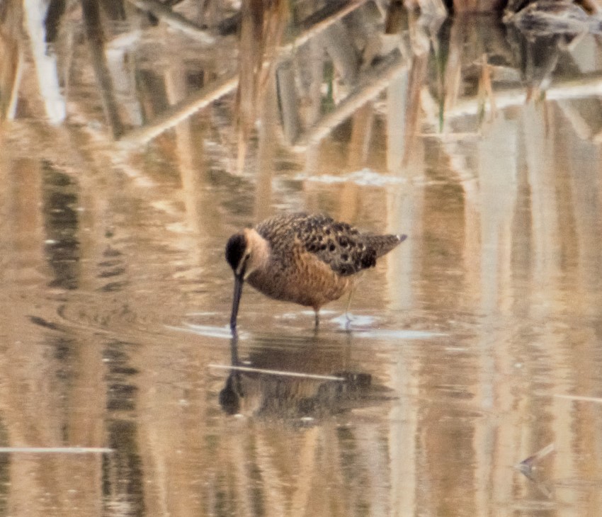 Long-billed Dowitcher - ML444568571
