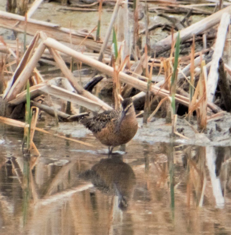 Long-billed Dowitcher - ML444568581