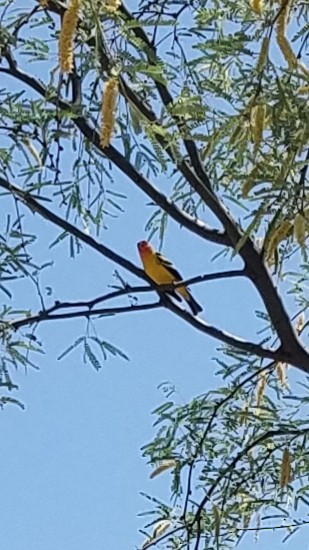 Western Tanager - ML444573151