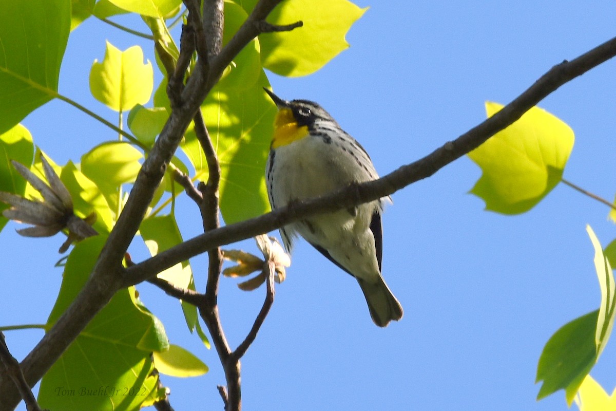 Yellow-throated Warbler - Tom Buehl Jr.