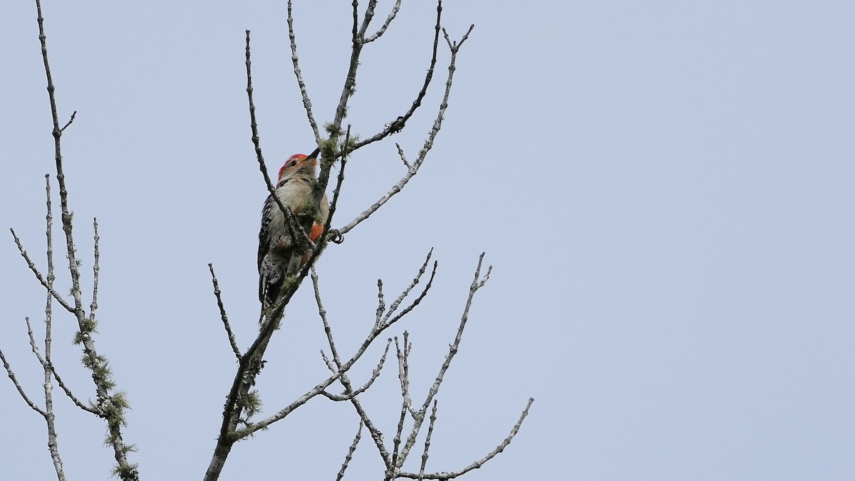 Red-bellied Woodpecker - ML444581461