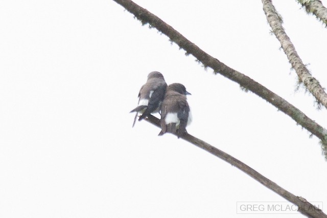 White-breasted Woodswallow - ML44458671