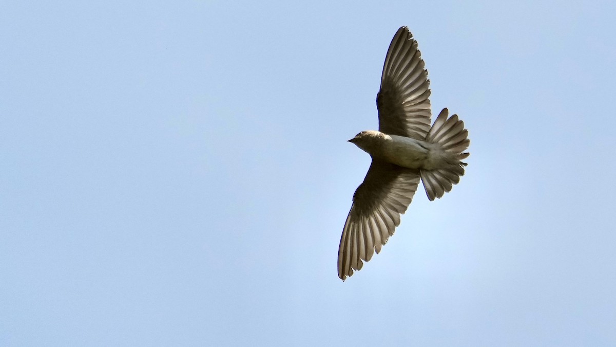 Northern Rough-winged Swallow - ML444589811